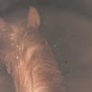 Meet your Posher, Eli